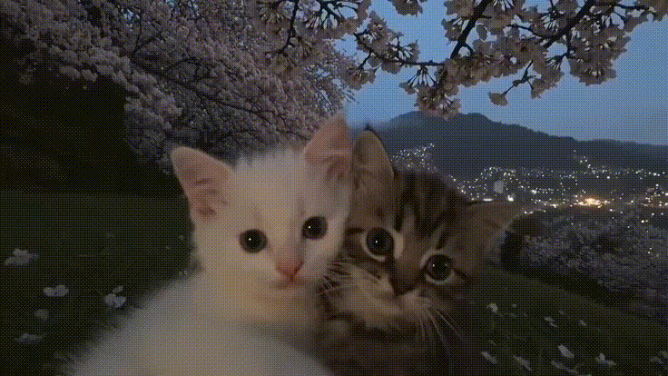 Two kittens watching the city lights at night